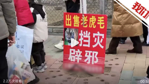 动物园内商贩卖老虎毛称可辟邪消灾 园方：系临时招聘保洁员 私自收集老爱体育入口虎脱落毛发售卖(图1)