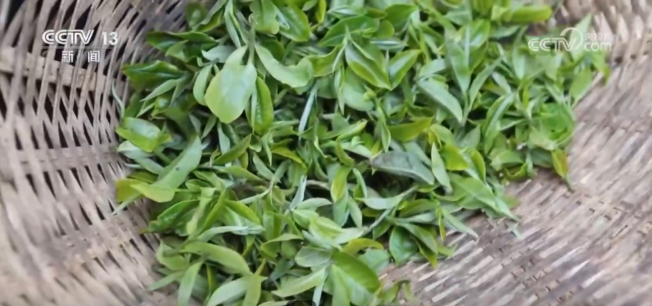 “智”造茶园增添科技范 茶产业铺就乡村振兴“致富路”(图4)