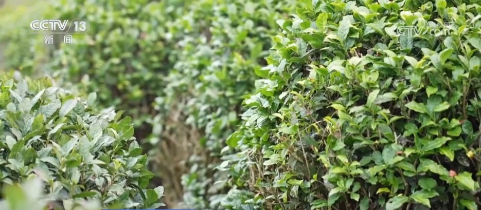 “智”造茶园增添科技范 茶产业铺就乡村振兴“致富路”(图7)